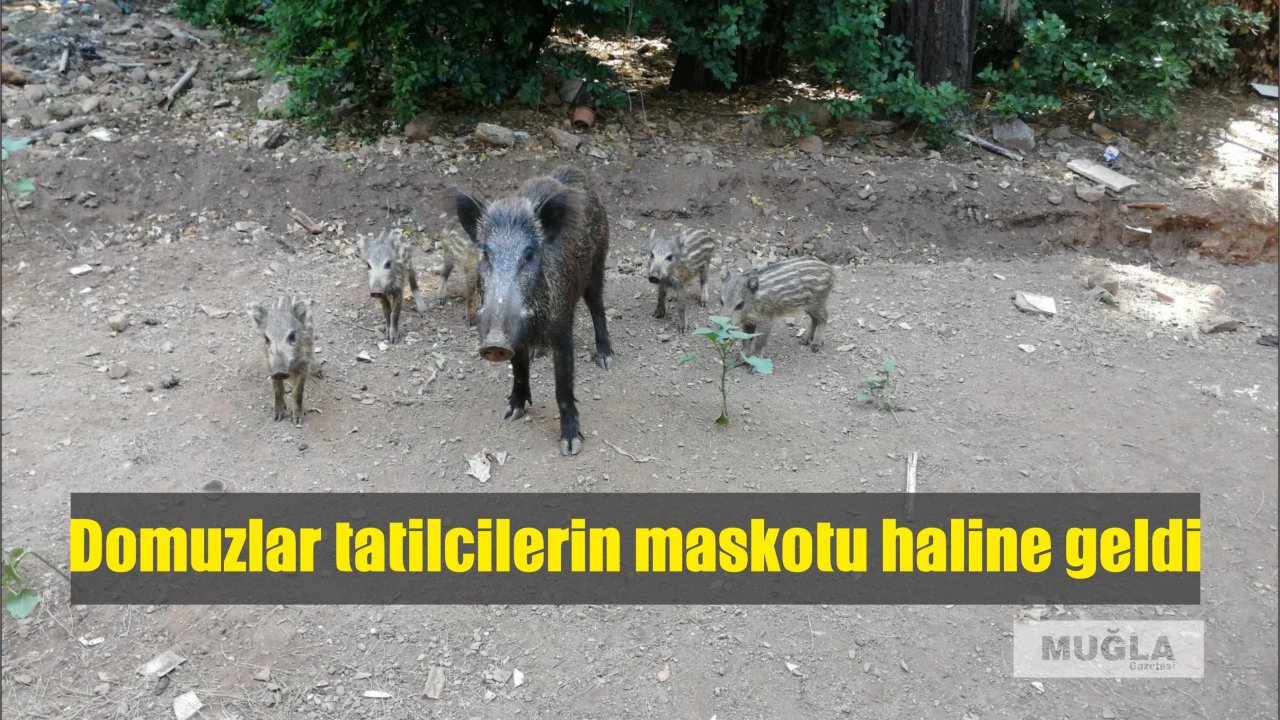 Domuzlar tatilcilerin maskotu haline geldi