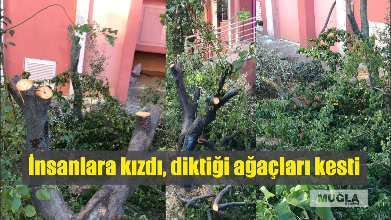İnsanlara kızdı, diktiği ağaçları kesti