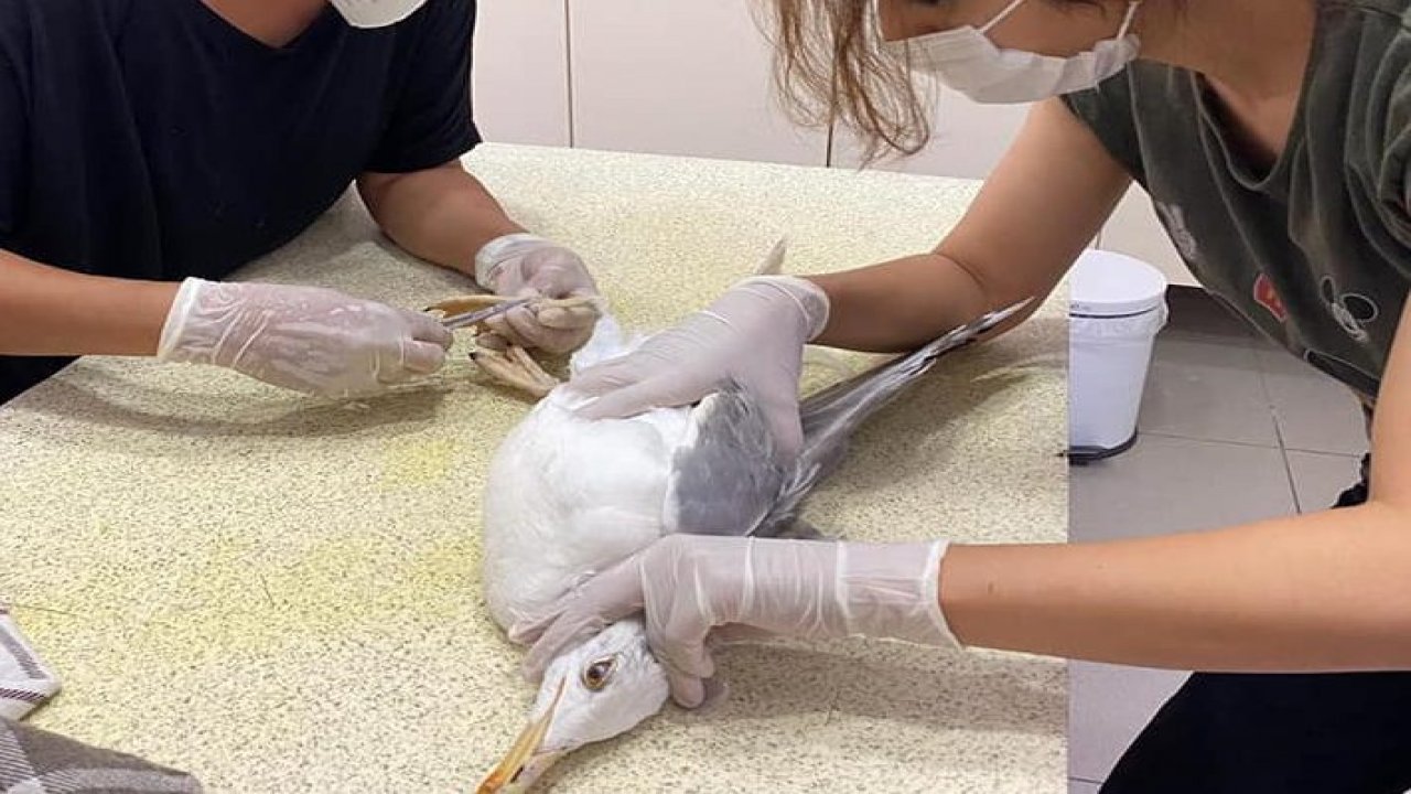 Tedavi edilen martı doğaya bırakıldı