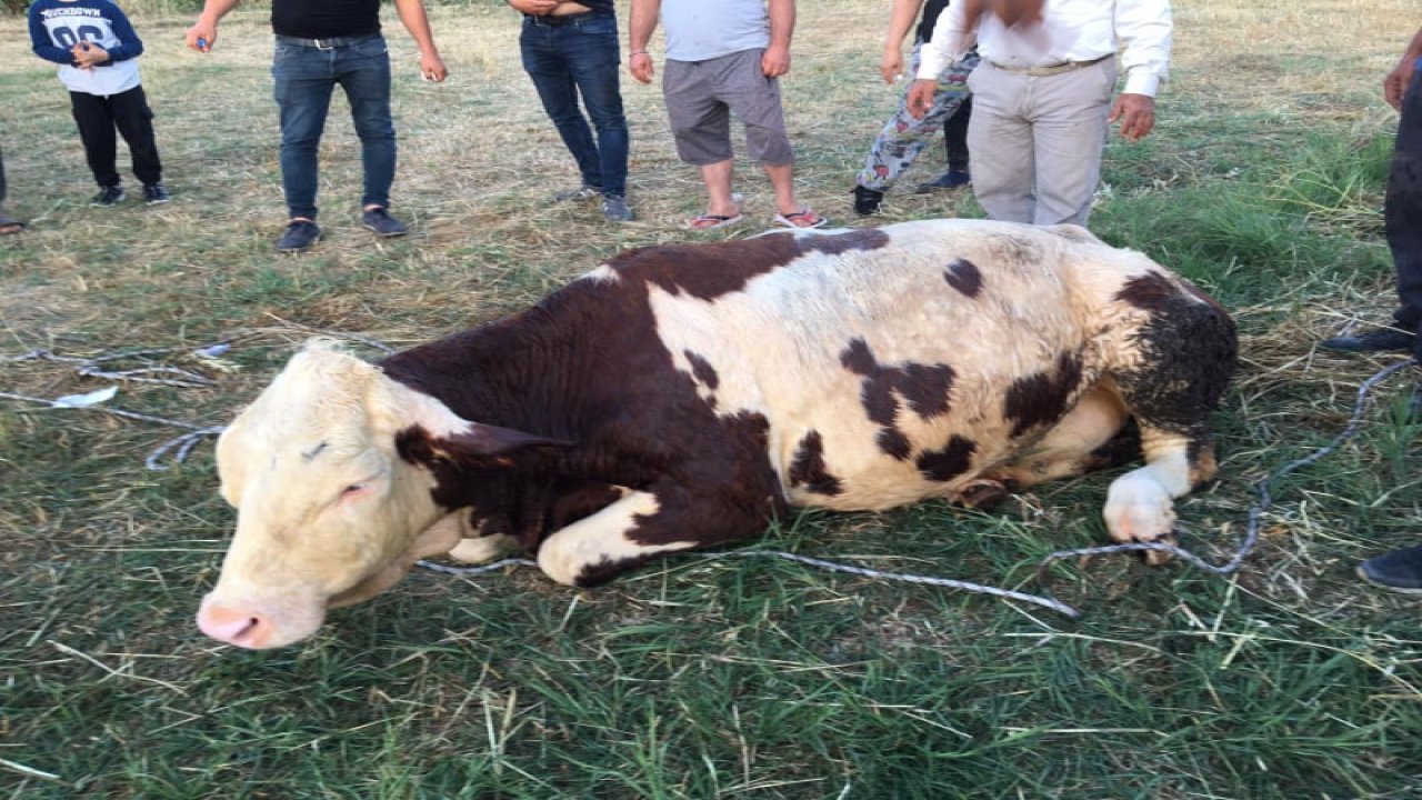 Kuyuya düşen ineği itfaiye kurtardı