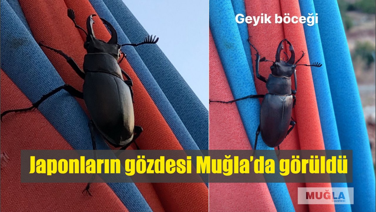  Japonların gözdesi Muğla’da görüldü