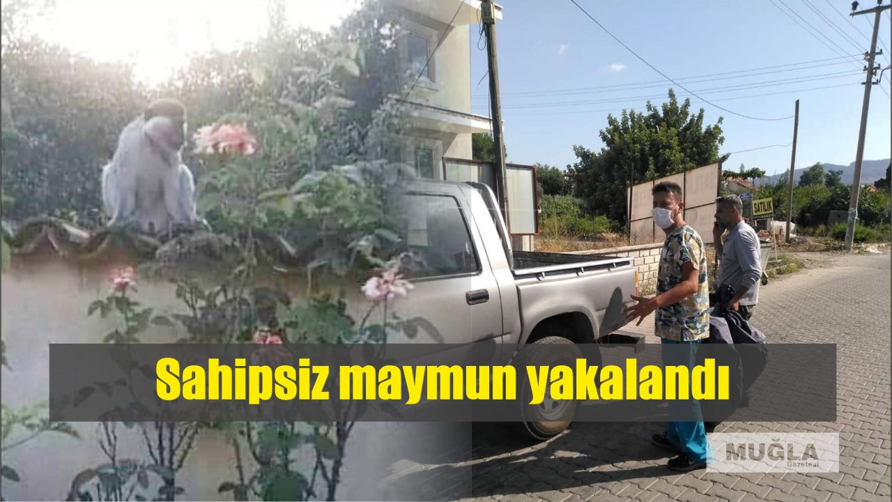 Sahipsiz maymun yakalandı