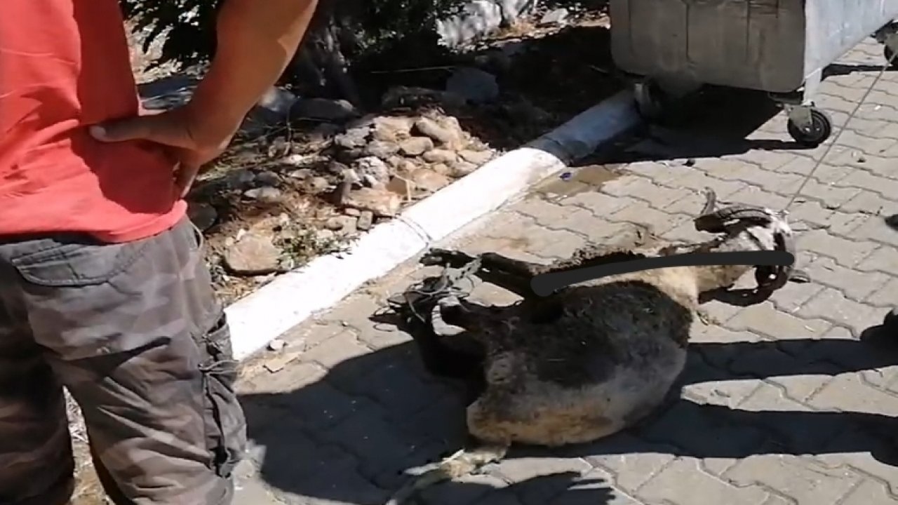 Çuval içinde bulunan koyun tedaviye alındı