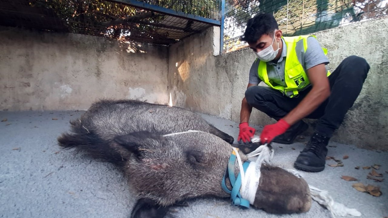 Kapana yakalanan yaban domuzu kurtarıldı