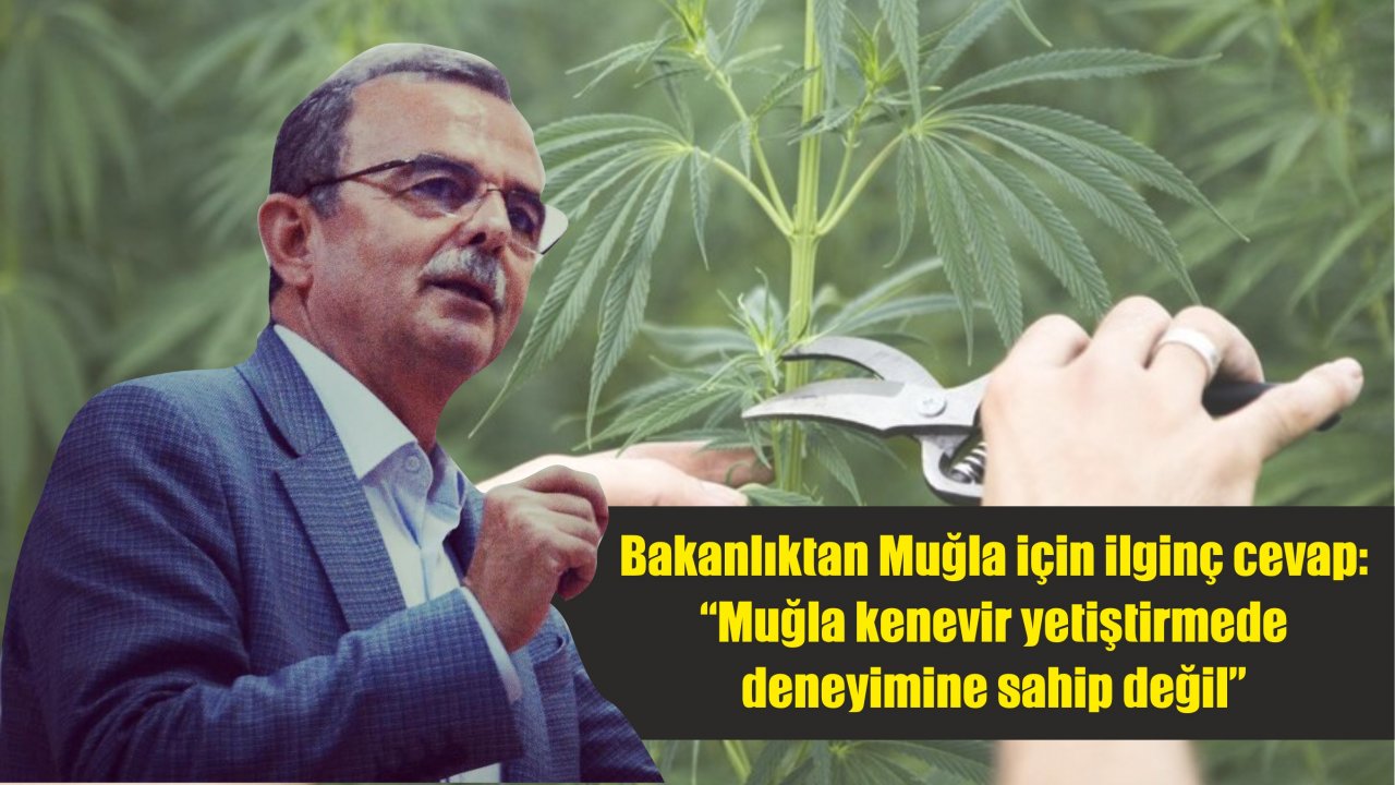 Bakanlıktan Muğla için ilginç cevap:  “Muğla kenevir yetiştirme deneyimine sahip değil”   