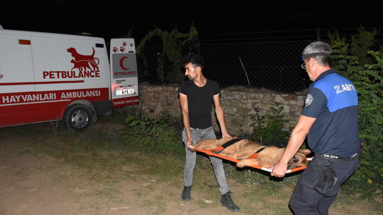 Saldırgan köpek iğneyle sakinleştirildi
