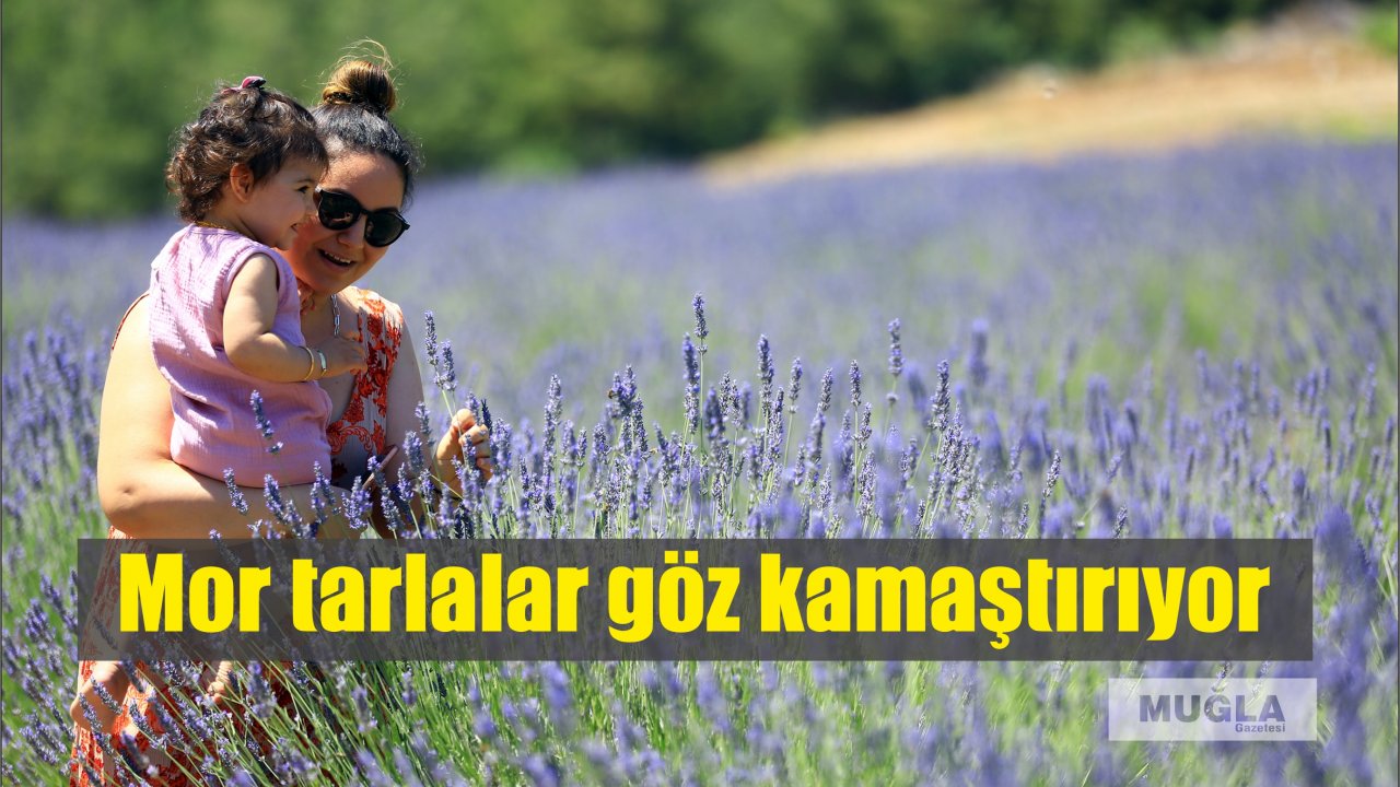 Mor tarlalar göz kamaştırıyor