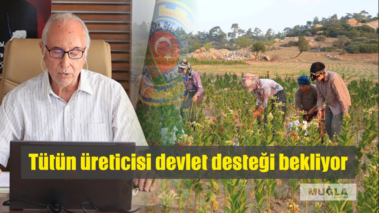 Tütün üreticisi devlet desteği bekliyor