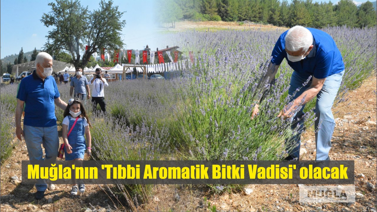 Muğla’nın ‘Tıbbi Aromatik Bitki Vadisi’ olacak