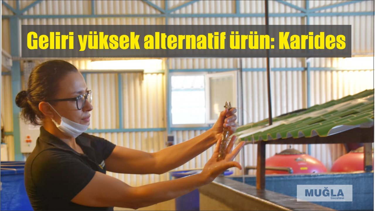 Geliri yüksek alternatif ürün: Karides