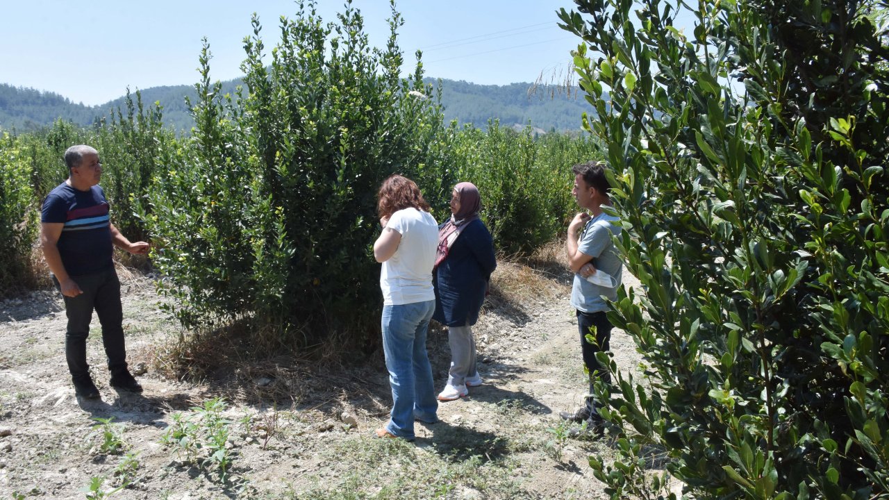 Defnenin yaprağı ve yağı gelir kapısı olacak