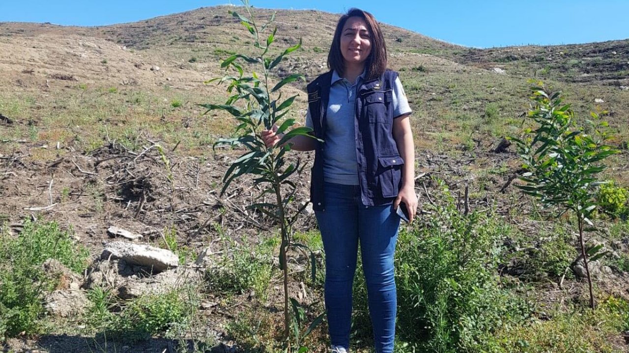 Dalaman ve Göcek tekrar yeşeriyor