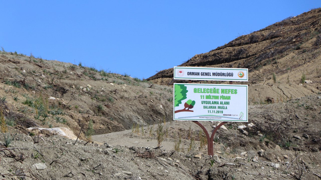 Dalaman ve Göcek'te yanan alanlar ağaçlandırıldı