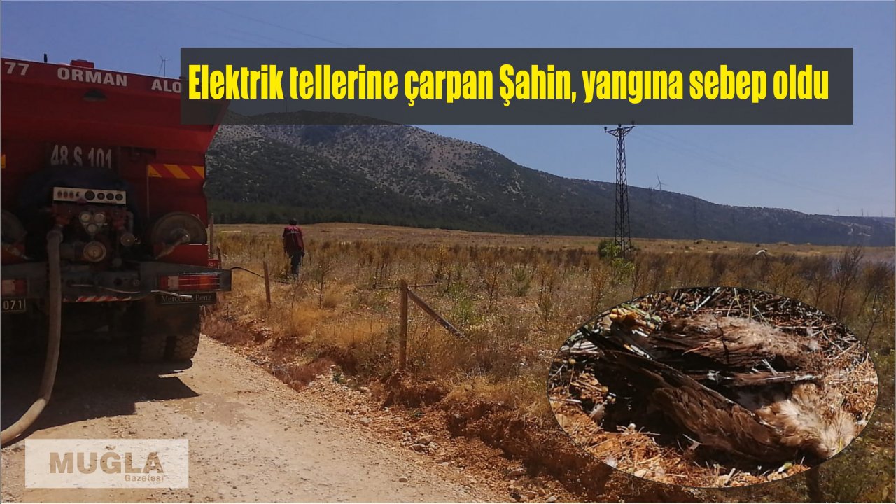 Elektrik tellerine çarpan Şahin, yangına sebep oldu
