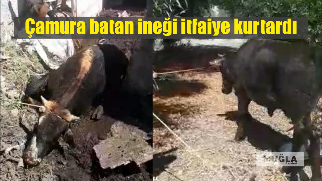 Çamura batan ineği itfaiye kurtardı