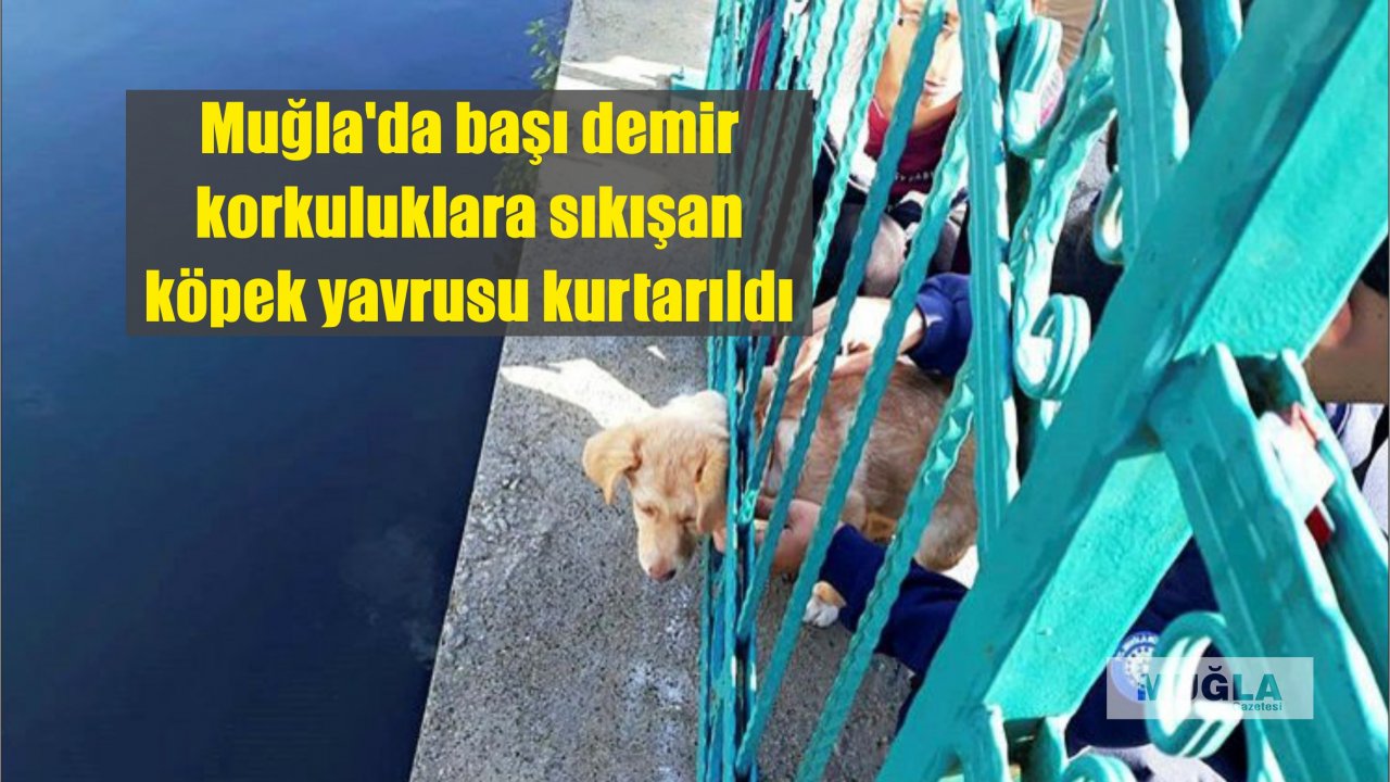 Muğla'da başı demir korkuluklara sıkışan köpek yavrusu kurtarıldı