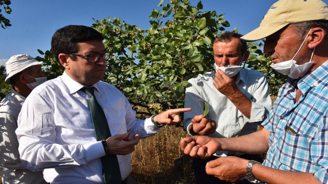 Fıstık alanları yeniden canlanacak
