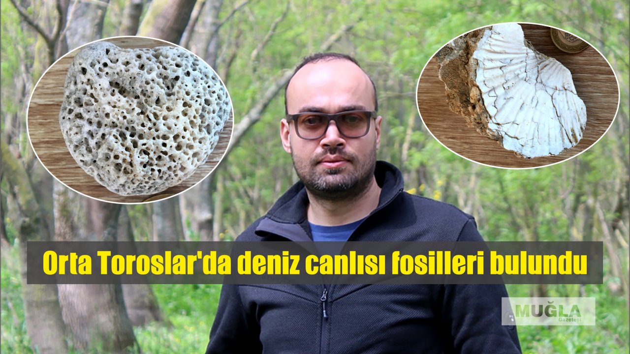 Orta Toroslar'da deniz canlısı fosilleri bulundu