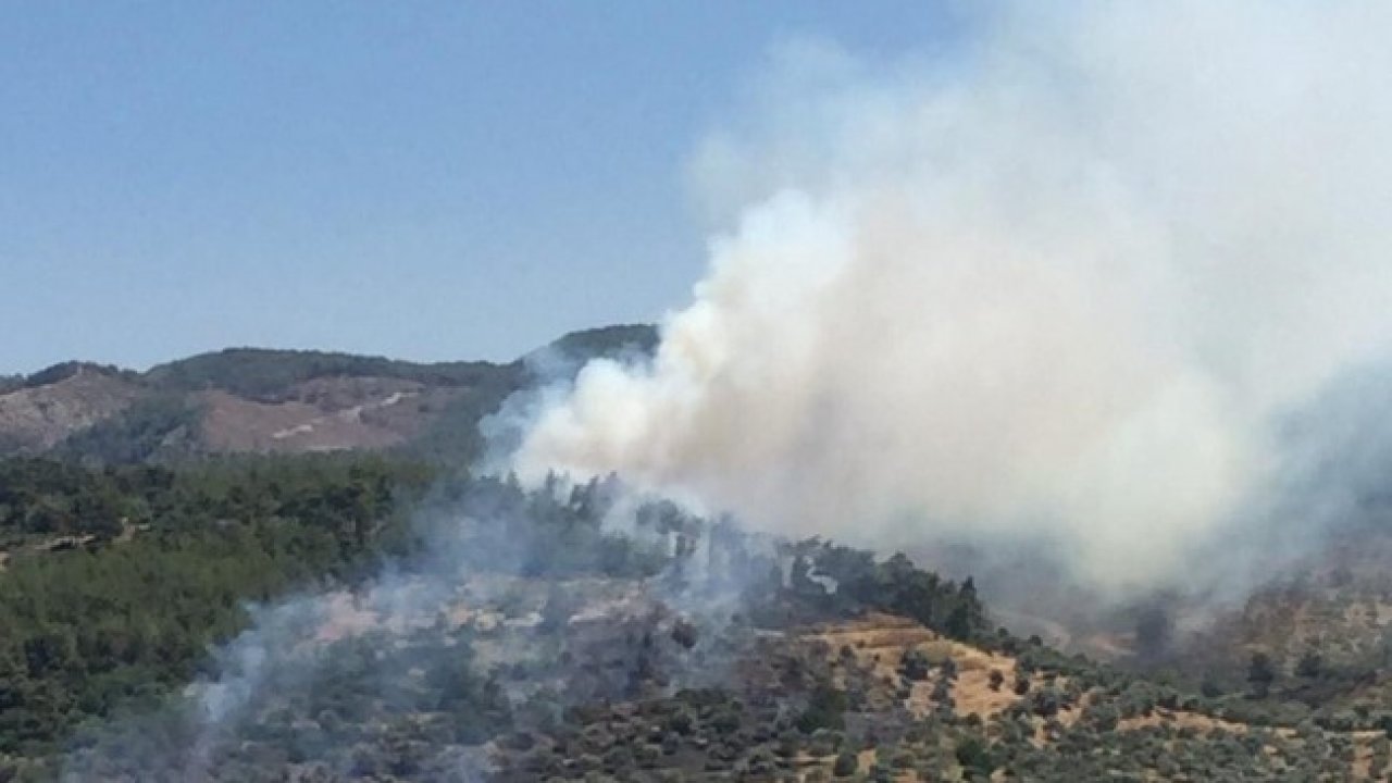 Makilik ve zeytinlik alan zarar gördü