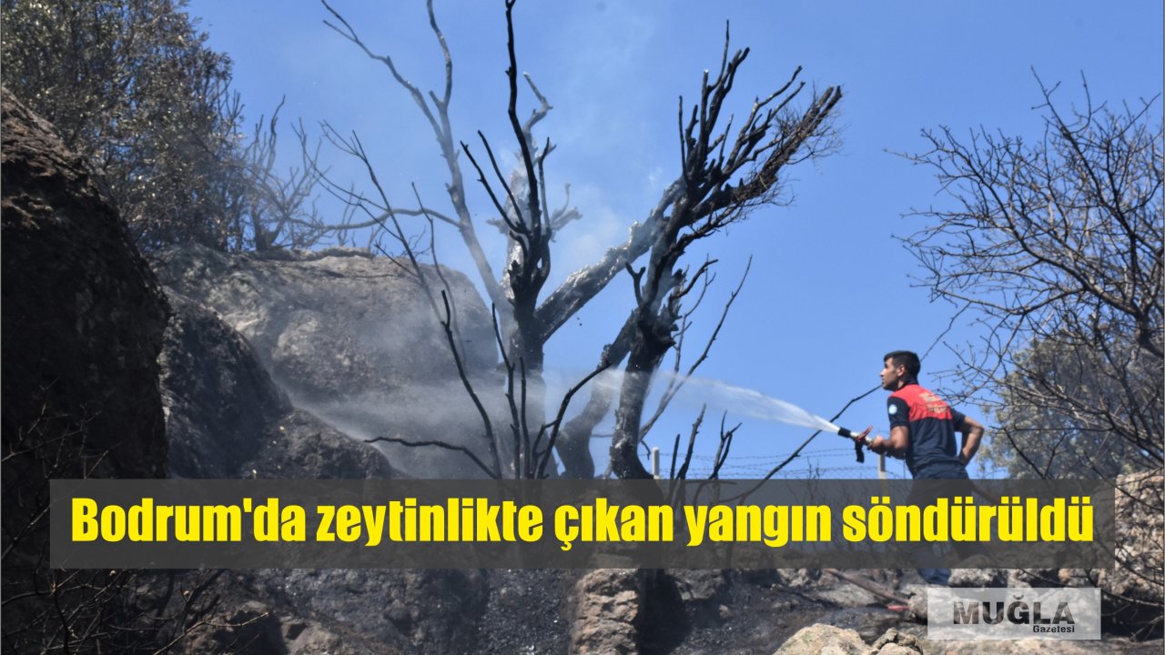 Bodrum'da zeytinlikte çıkan yangın söndürüldü