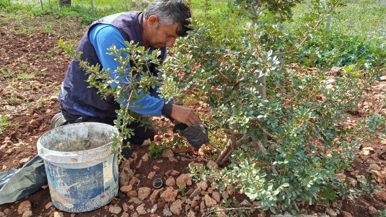 Büyükşehir, sakız fidanı üretiyor