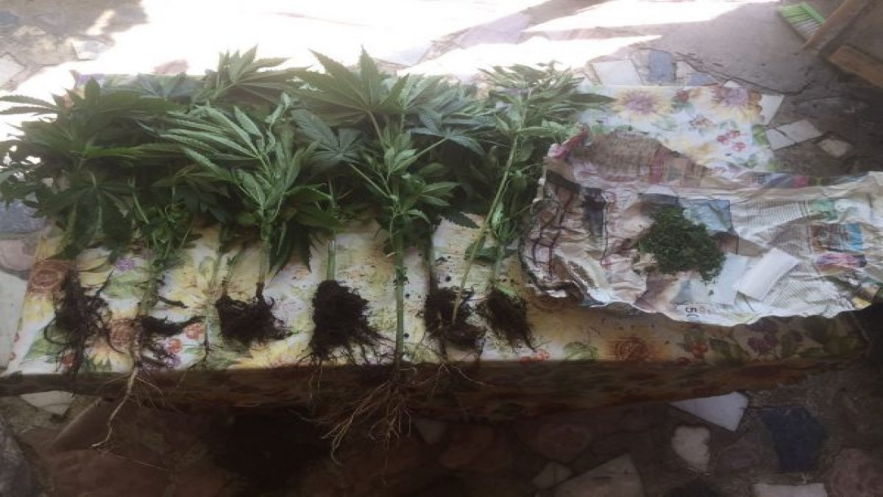 Jandarma Zehir Tacirlerine Göz Açtırmıyor