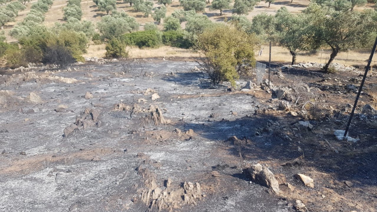 Otluk ve zeytinlik alanda çıkan yangın söndürüldü