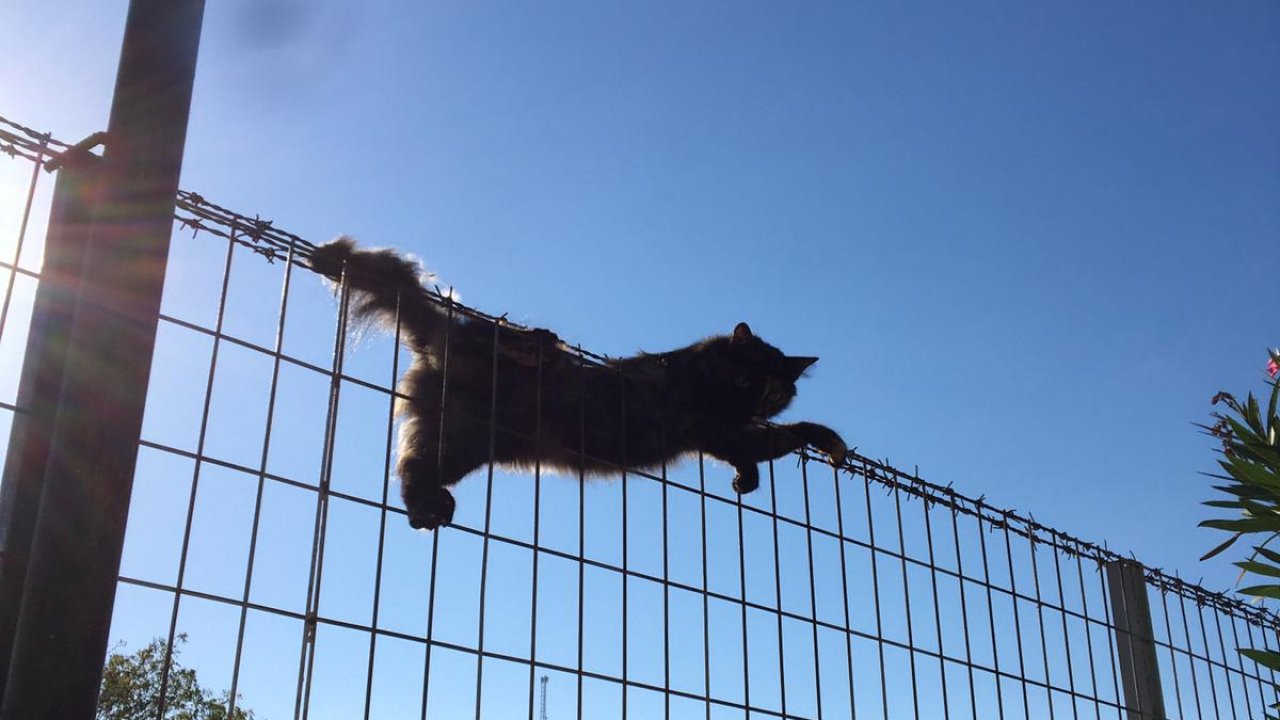 Kuyruğu tel örgülere sıkışan kediyi itfaiye kurtardı