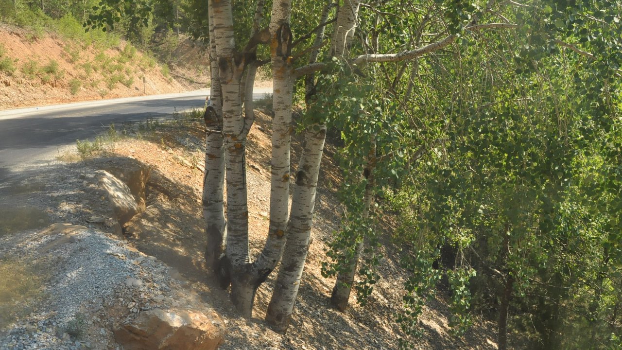 Kökleri ayrı gövdesi bir ağaç görenleri şaşırtıyor