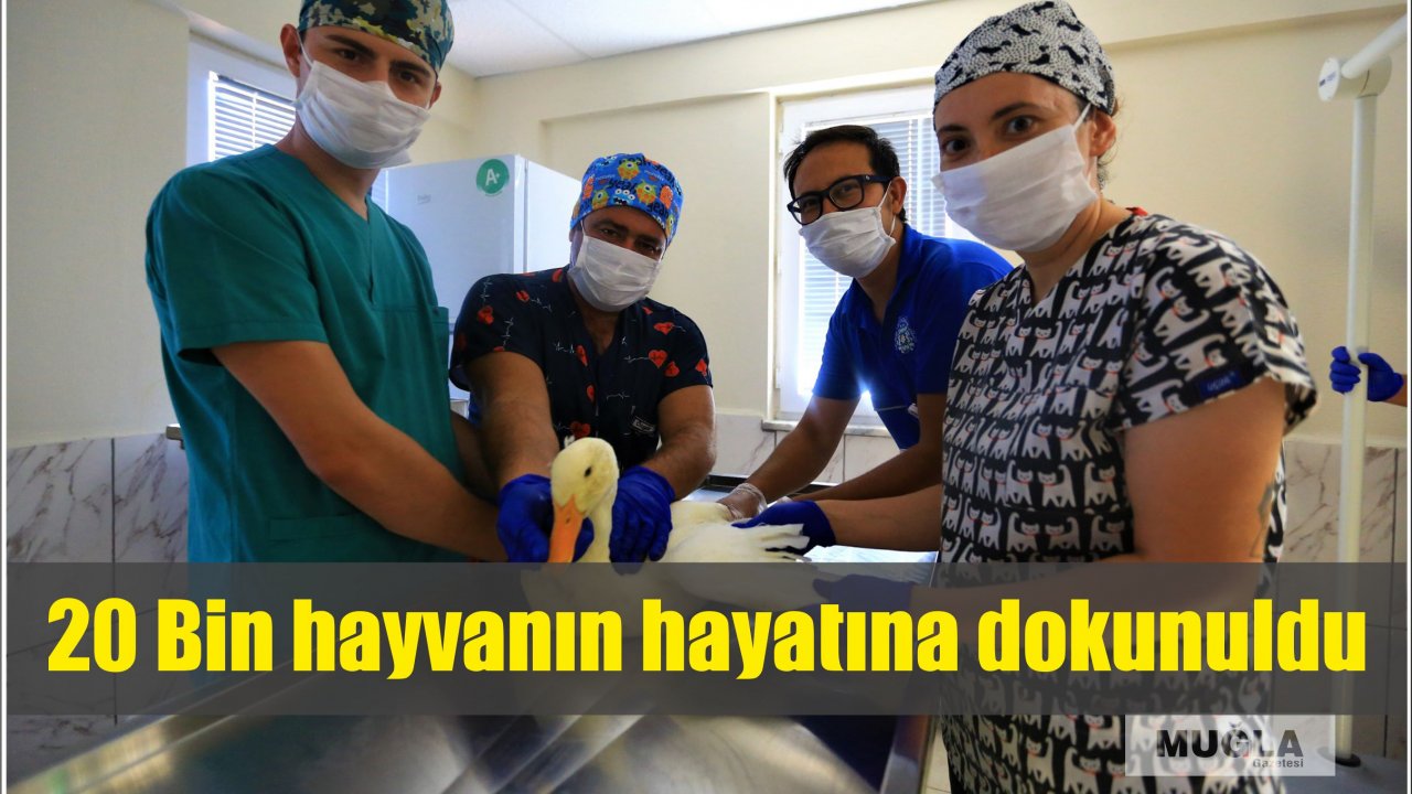 20 Bin hayvanın hayatına dokunuldu