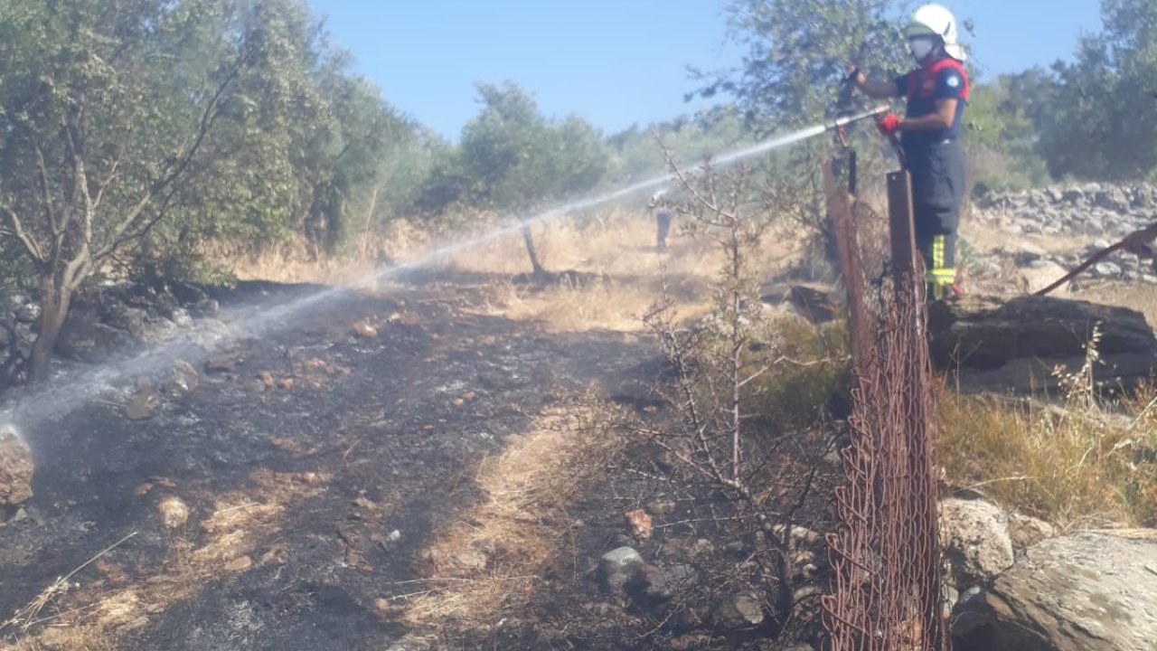 Zeytinlikte çıkan yangın söndürüldü