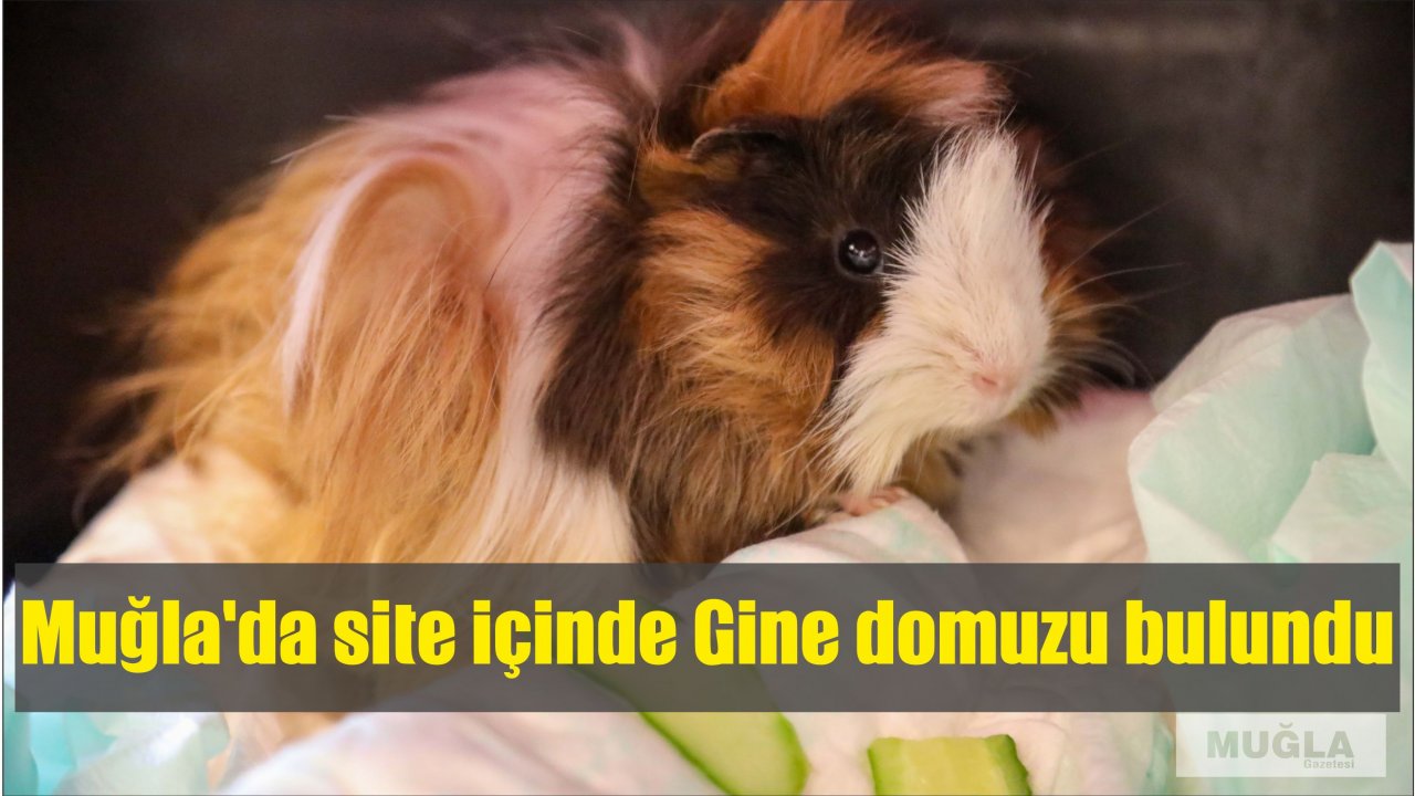 Site içinde Gine domuzu bulundu