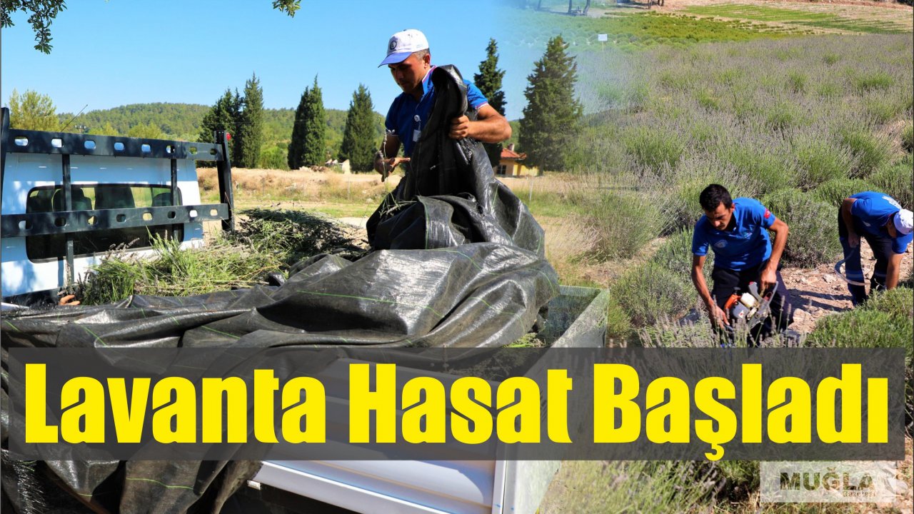 Lavanta Hasadı Başladı