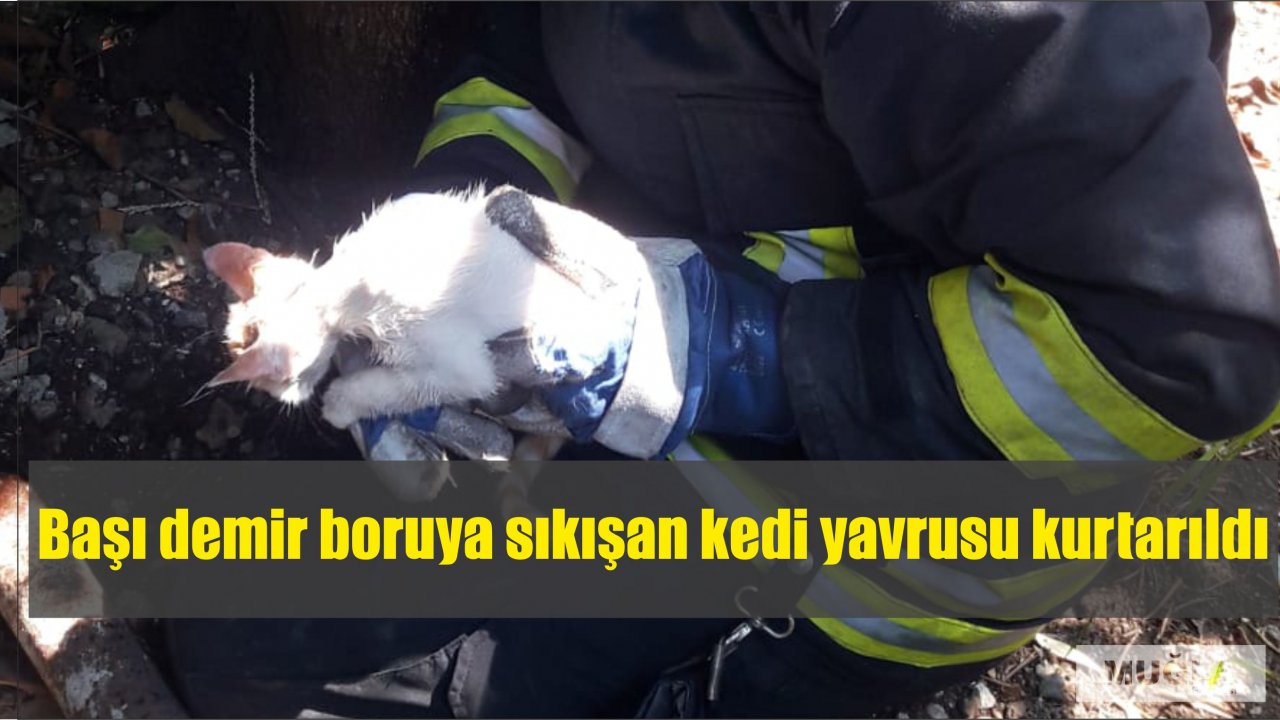 Başı demir boruya sıkışan kedi yavrusu kurtarıldı