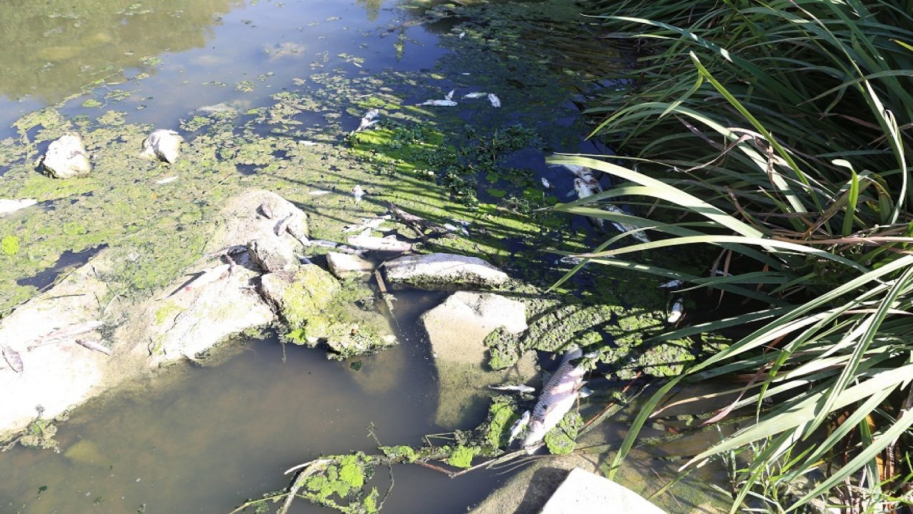 Yatağan Çayı'nda yüzlerce balık kıyaya vurdu