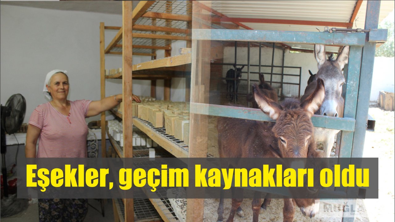 Eşekler, geçim kaynakları oldu