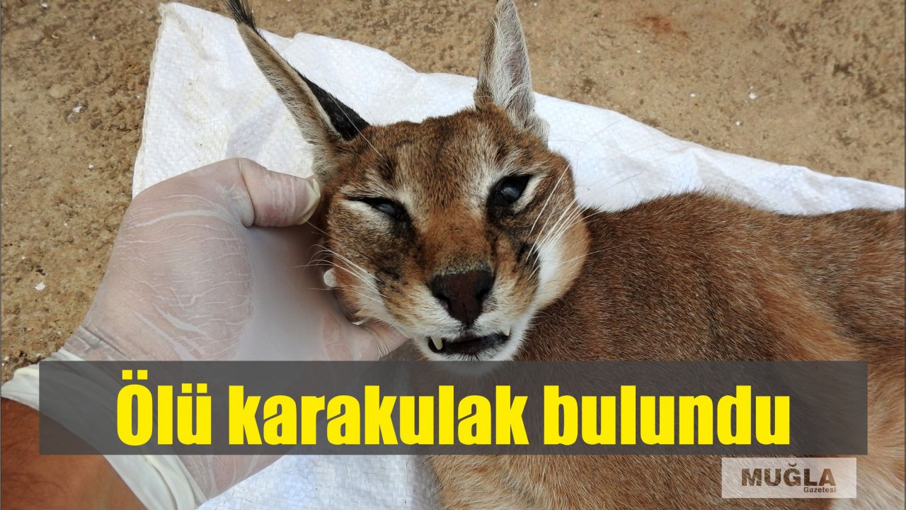 Ölü karakulak bulundu