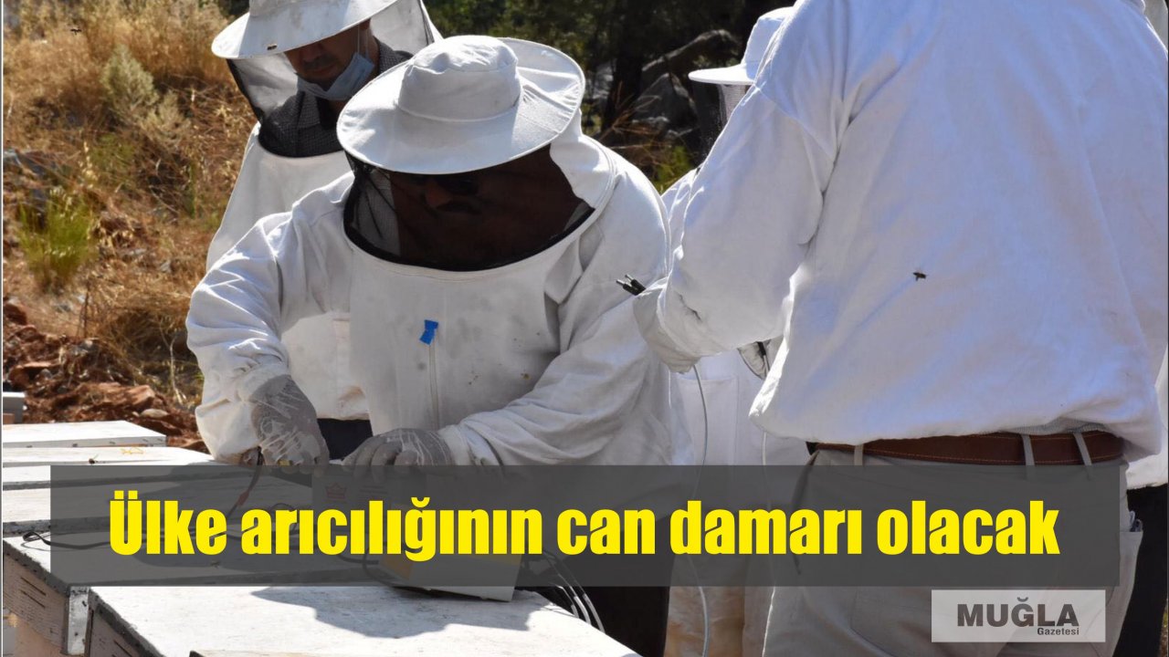 Ülke arıcılığının can damarı olacak