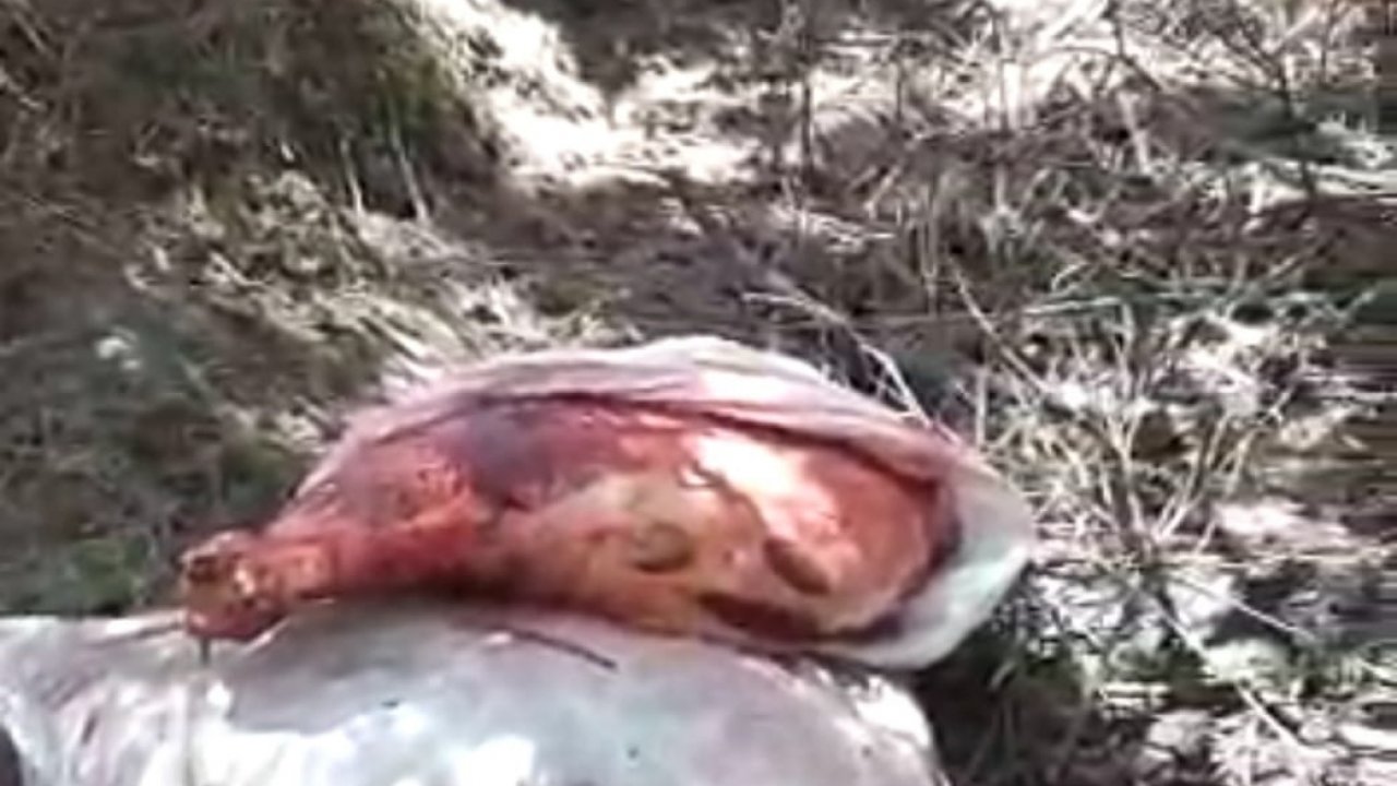 İnekleri keserken yakalanan 2 zanlı tutuklandı