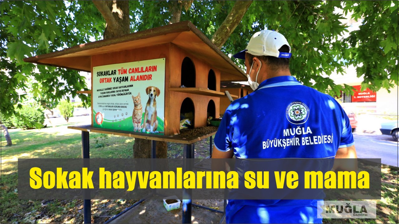 Sokak hayvanlarına su ve mama