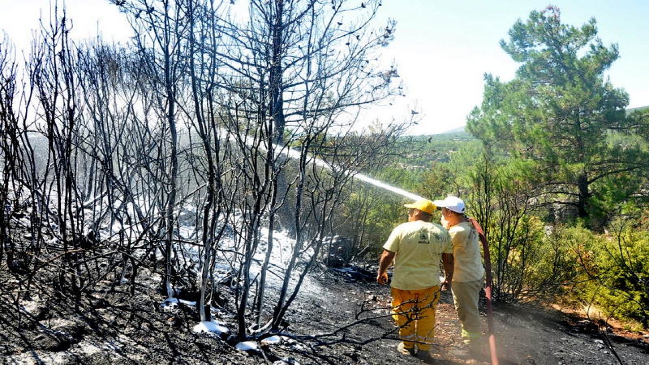 Tarım alanında çıkan yangın ormana sıçradı
