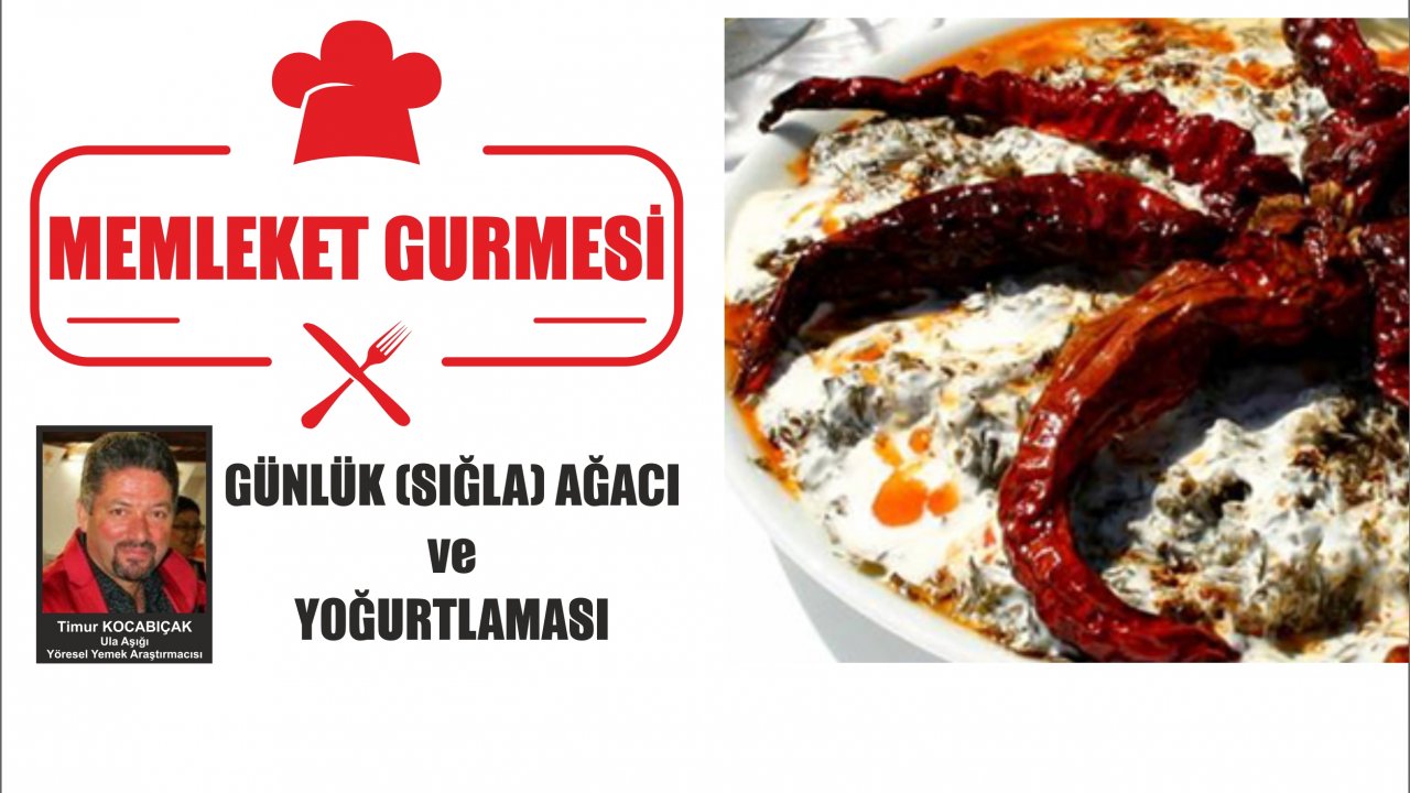 GÜNLÜK (SIĞLA) AĞACI ve YOĞURTLAMASI