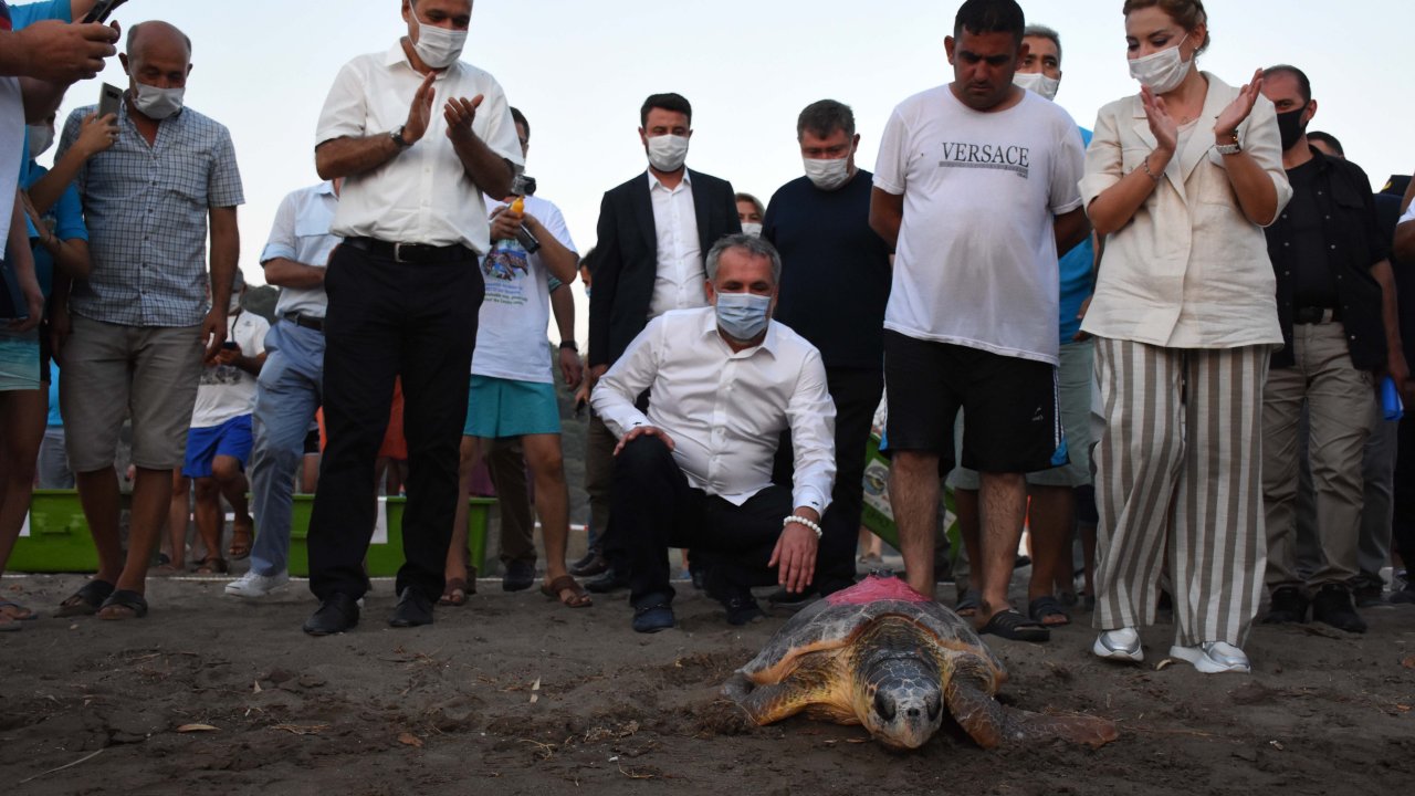 Tedavi edilen 4 caretta caretta ile 25 yavru denizle buluştu