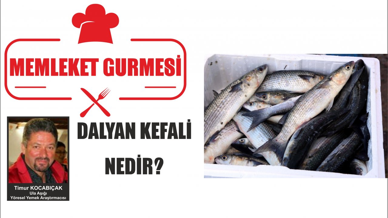 DALYAN KEFALİ NEDİR?