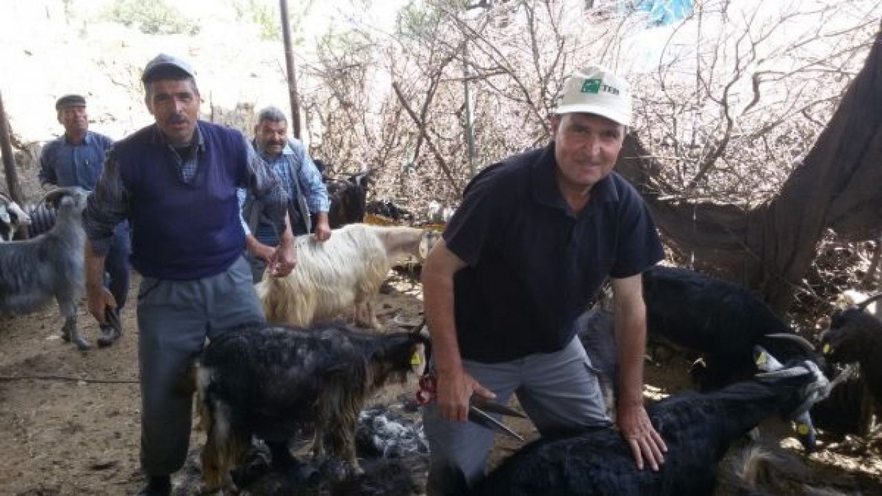 Milas'ta Yörükler imece usulüyle keçi kırkımı yaptı