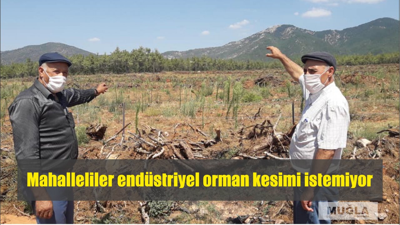 Mahalleliler endüstriyel orman kesimi istemiyor