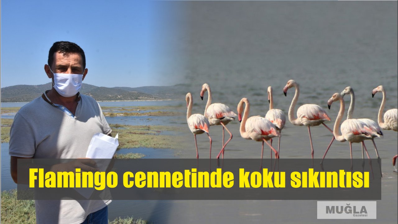 Flamingo cennetinde koku sıkıntısı