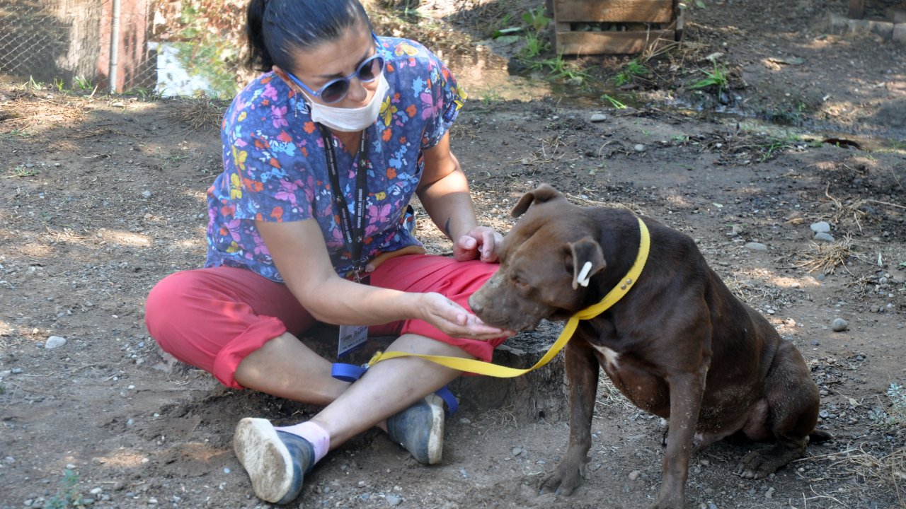 Ölen iki pitbull için 30 bin lira ceza kesildi