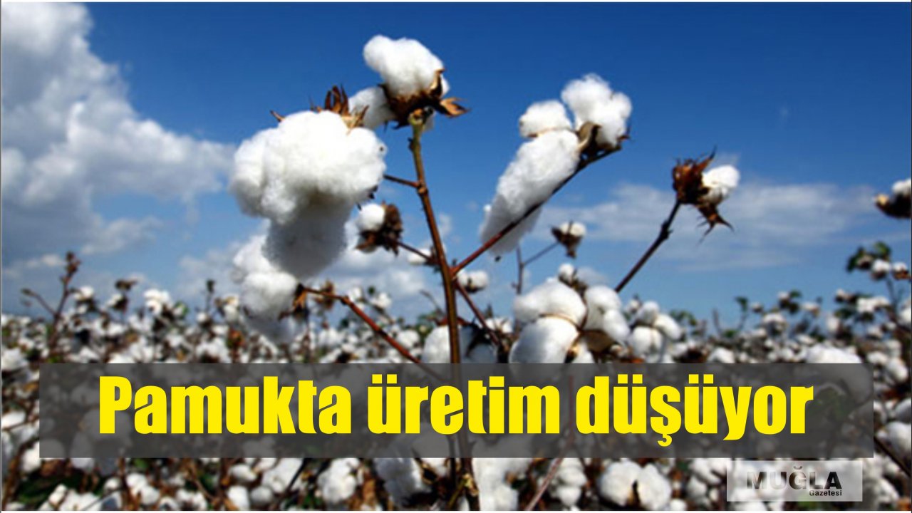 Pamukta üretim düşüyor