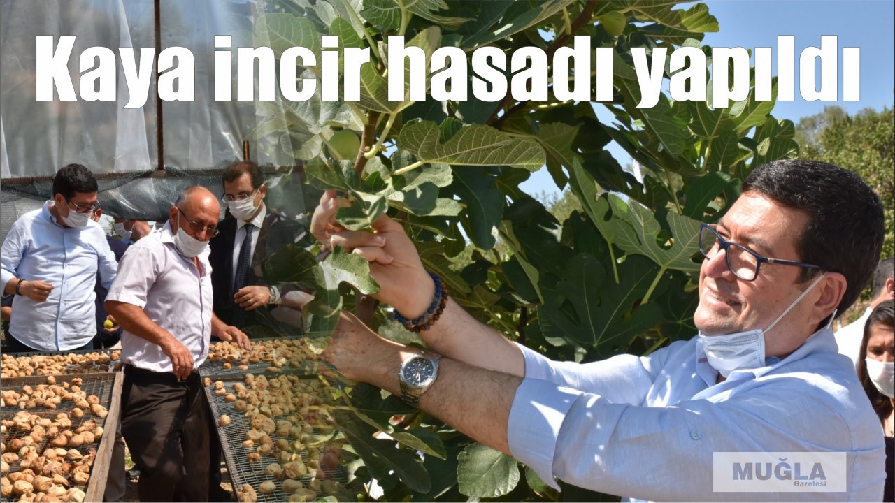 Kaya incir hasadı yapıldı